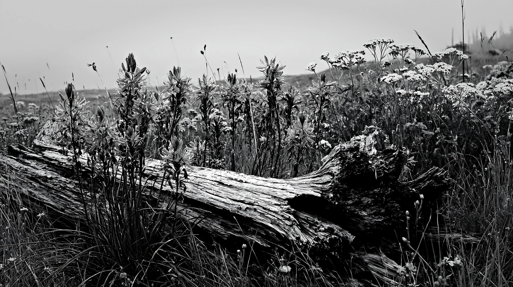 Weathered log surrounded by wildflowers in a meadow - AI-generated stock image
