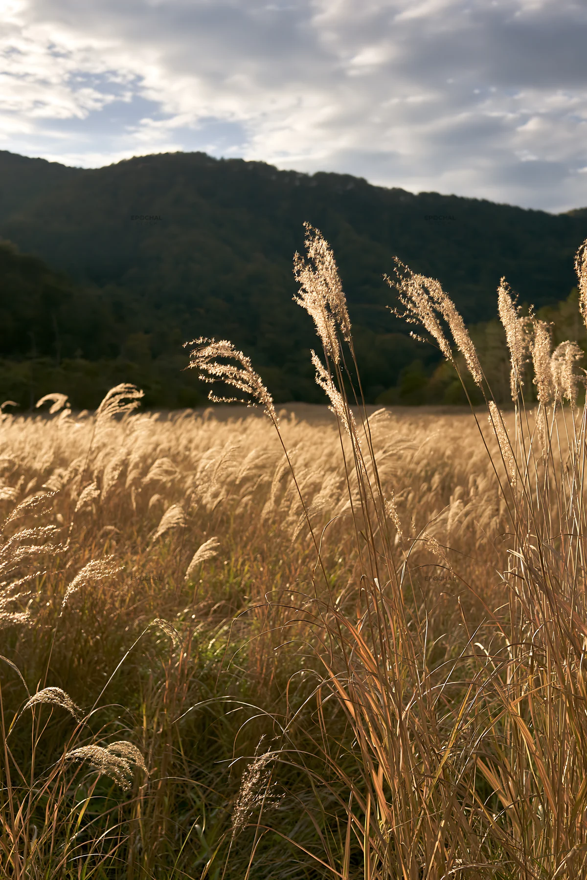 Meadow in Aichi with autumn seedheads foreground - AI-generated stock image