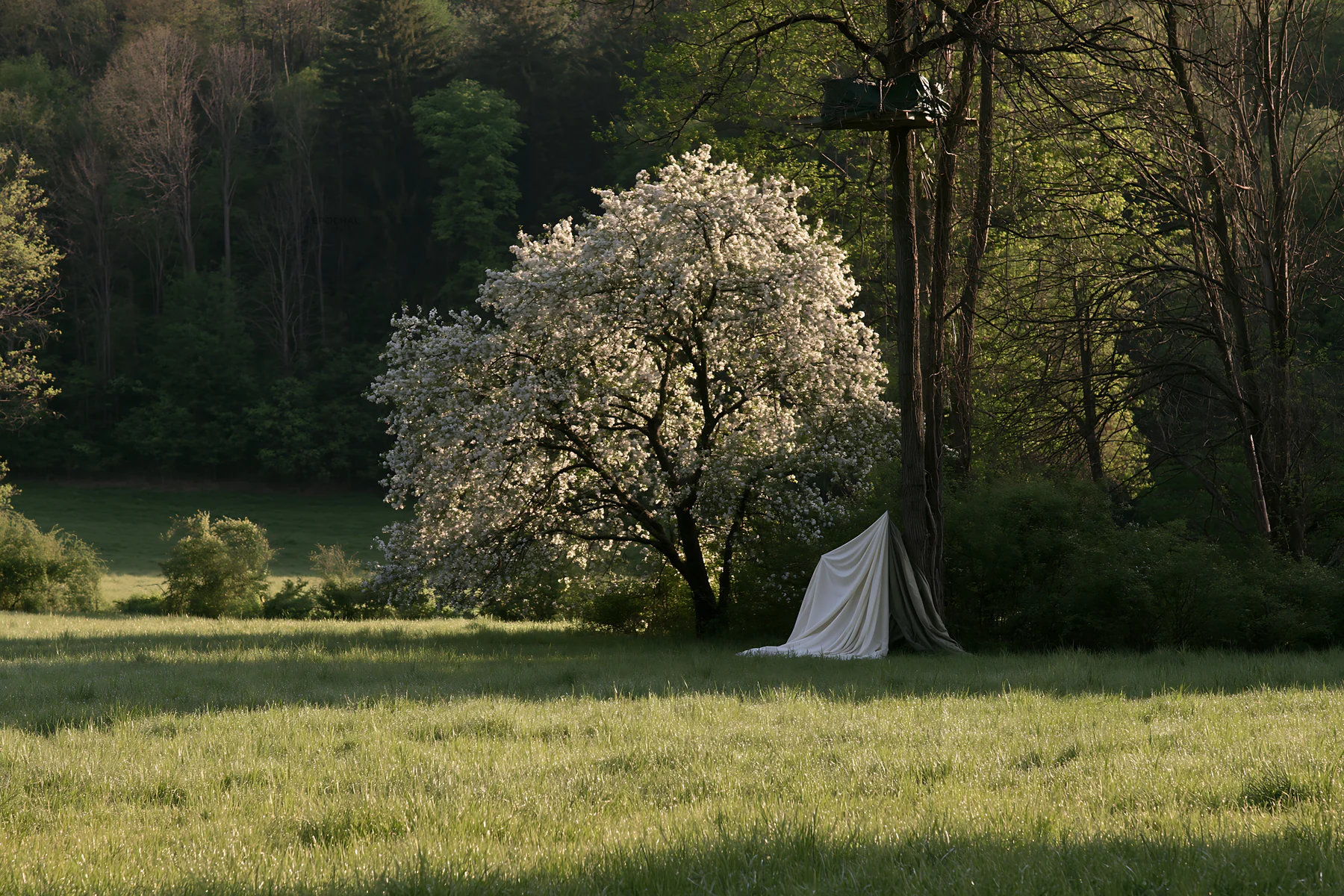 Elegant fabric parcels beside flowering tree in meadow - AI-generated stock image