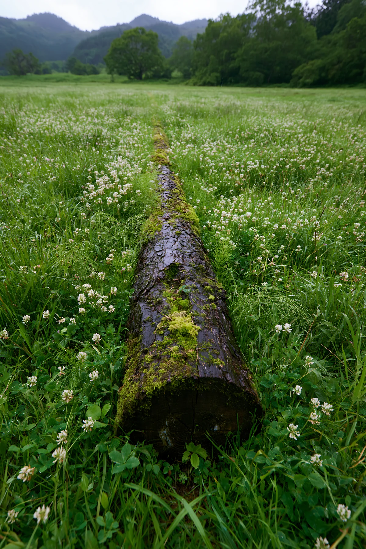 Moss covered log in Gifu low carbon meadow - AI-generated stock image