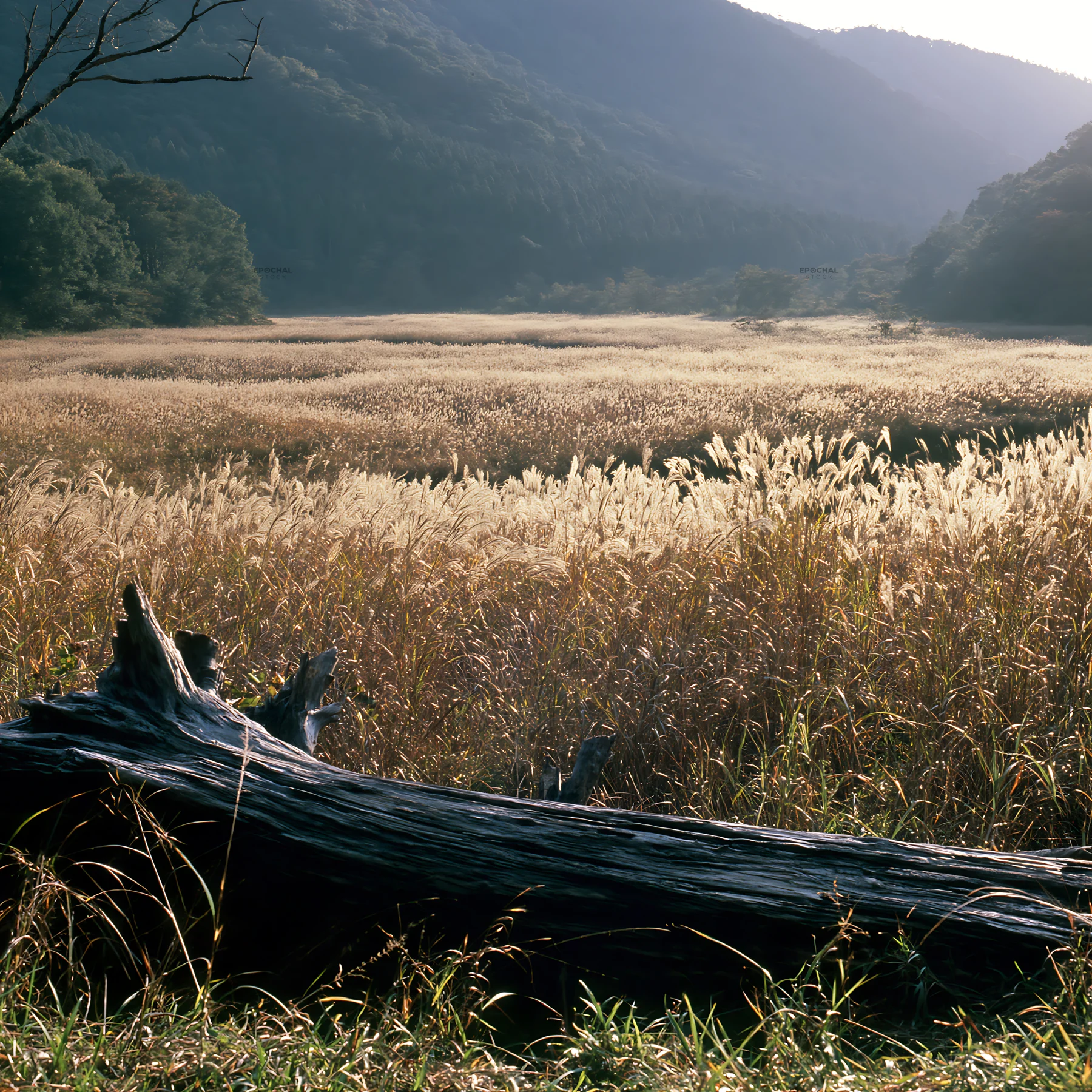 Wakayama autumn meadow with weathered wood in foreground - AI-generated stock image