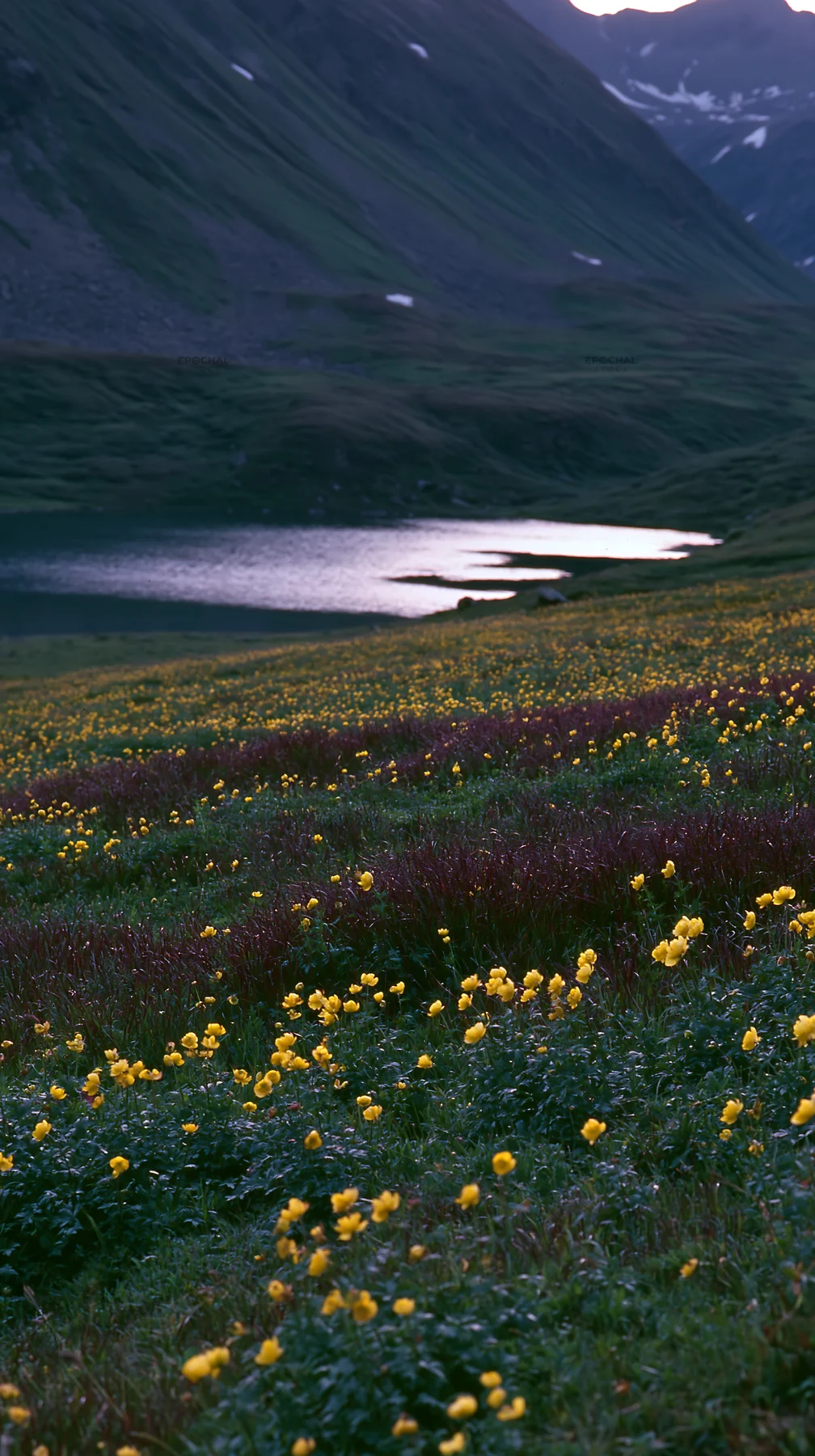 Swiss meadow with flowers beside alpine lake in the evening - AI-generated stock image