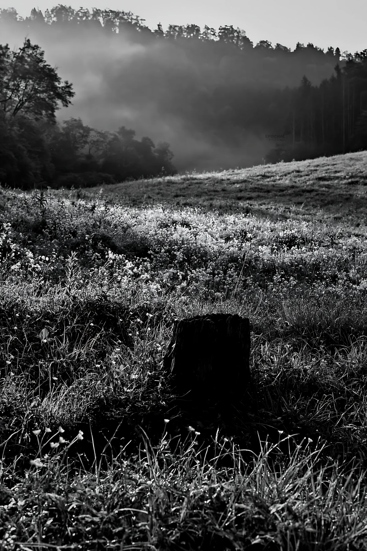 Black and white fukushima native meadow with weathered stump under soft light - AI-generated stock image