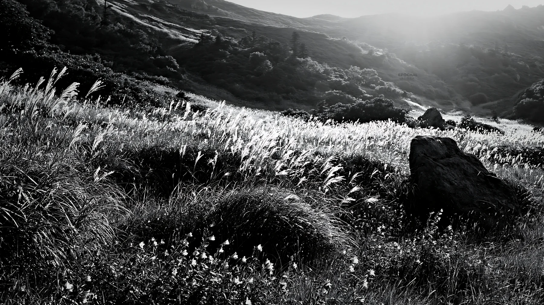 Black and white aomori climate resilient meadow with boulder - AI-generated stock image