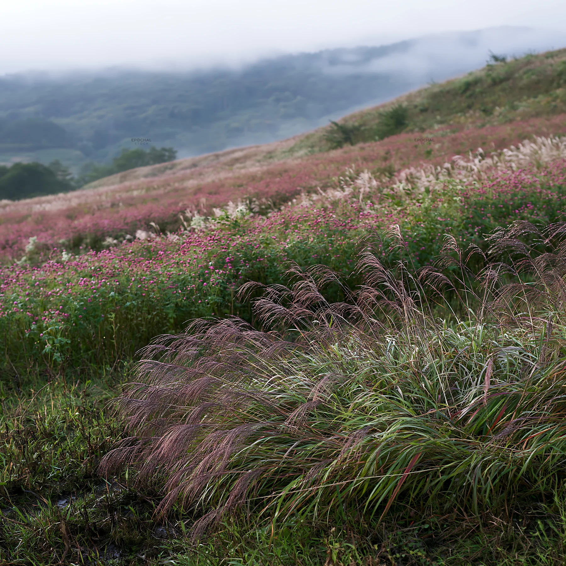 Iwate rain refreshed meadow seedhead foreground - AI-generated stock image