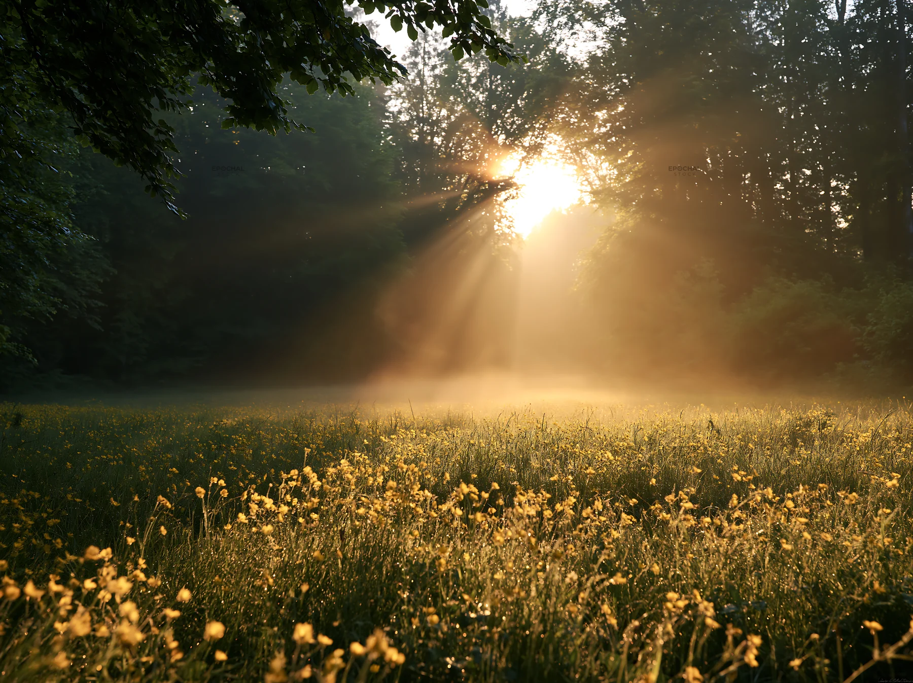 Misty forest meadow with sun rays shining through trees - AI-generated stock image