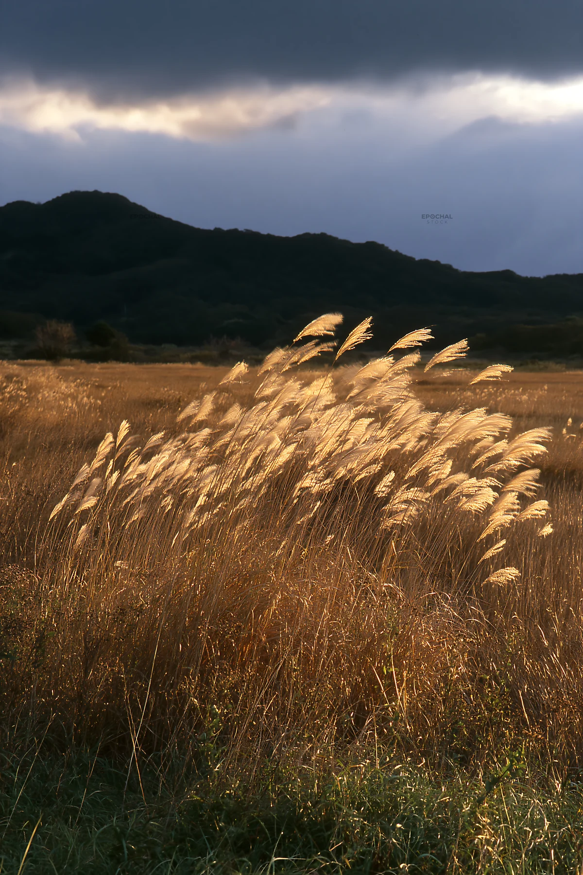 Okayama golden meadow with seedhead foreground in natural light - AI-generated stock image