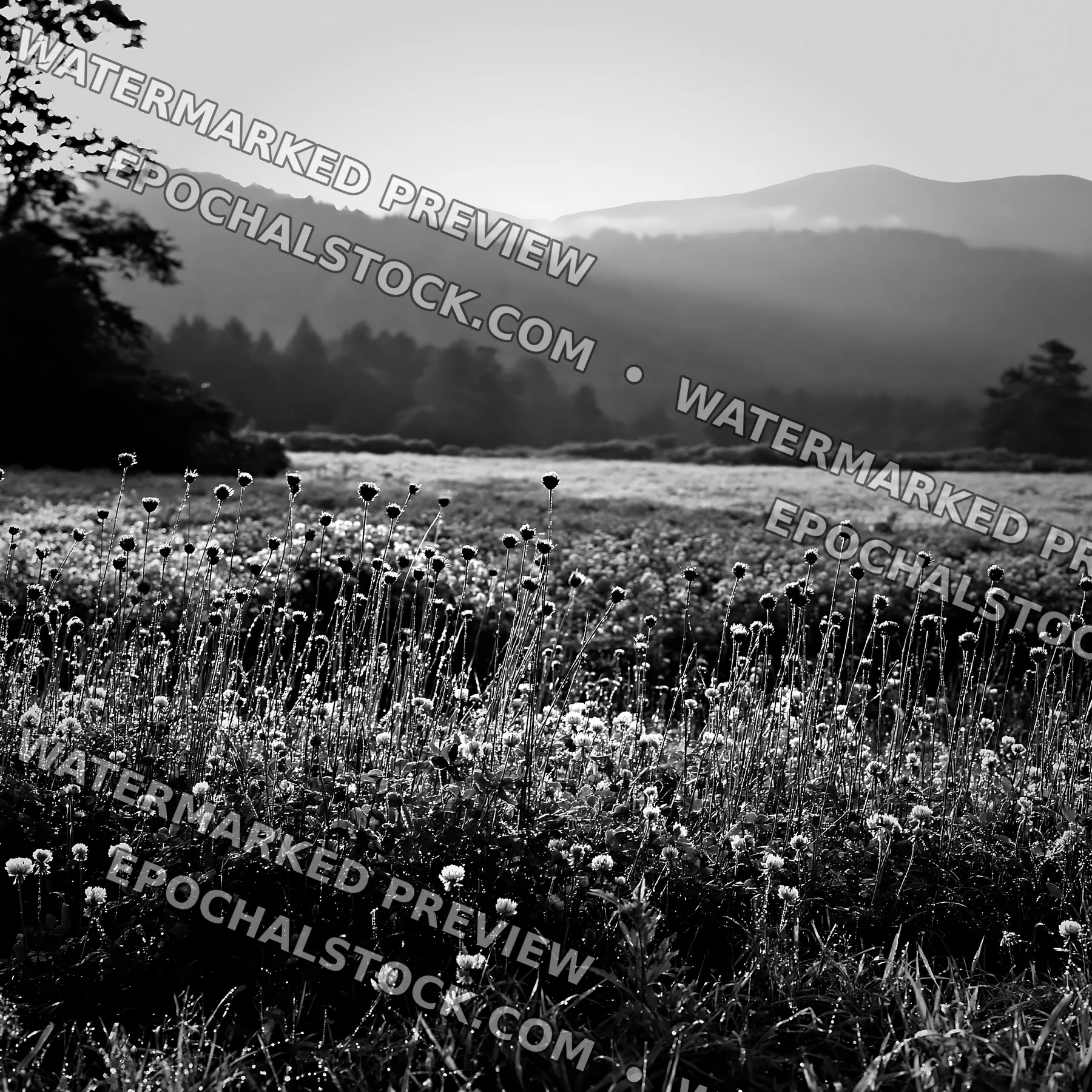 Black and white iwate rain refreshed meadow seedhead foreground - AI-generated stock image