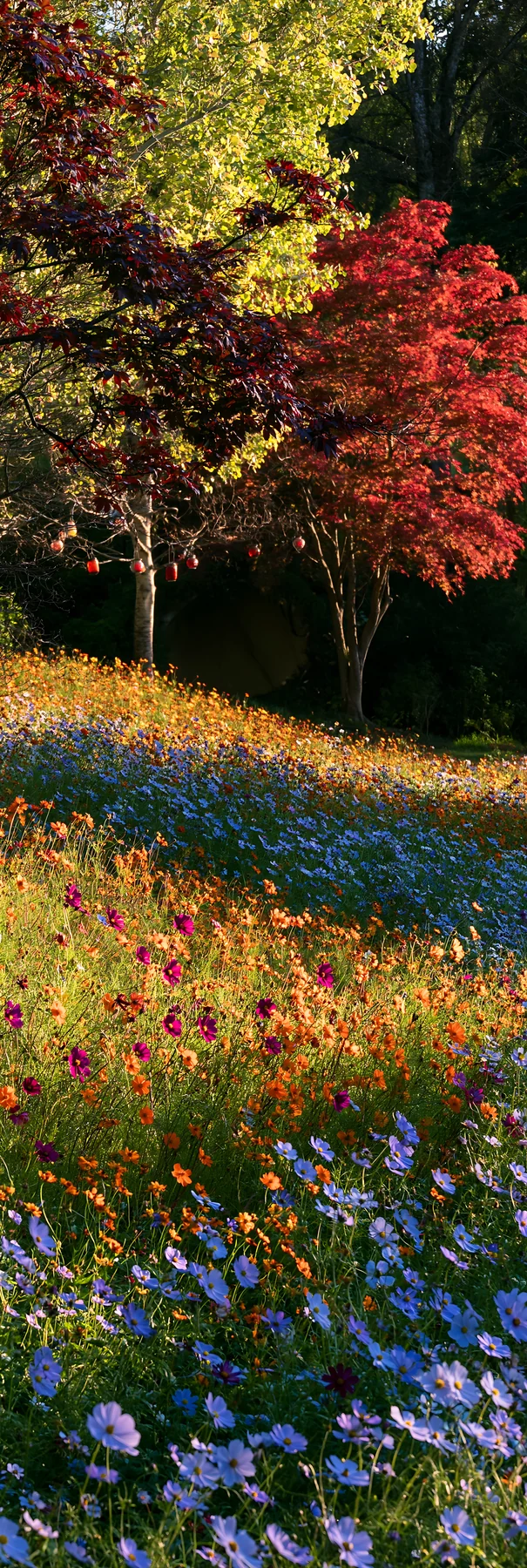 Christmas lanterns at dusk in meadow by cave - AI-generated stock image