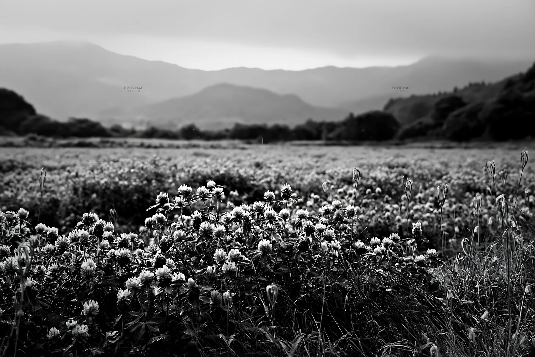 Black and white iwate rain refreshed meadow seedhead foreground with pink flowers - AI-generated stock image