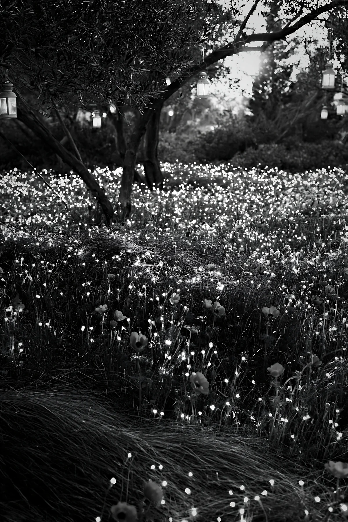 Wide Christmas meadow with native flowers and fairy lights - AI-generated stock image