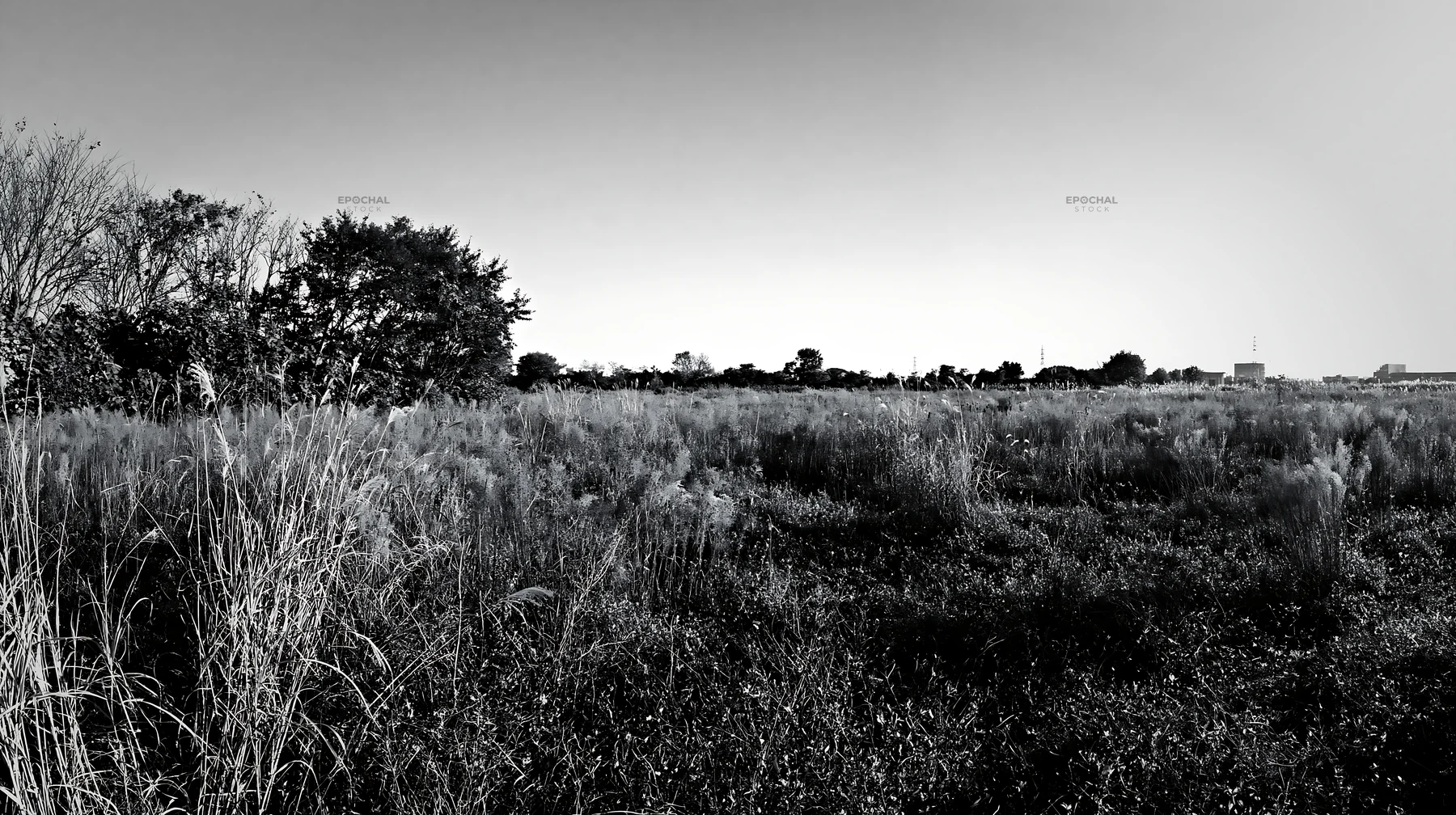 Black and white aichi restored meadow autumn seedheads foreground - AI-generated stock image