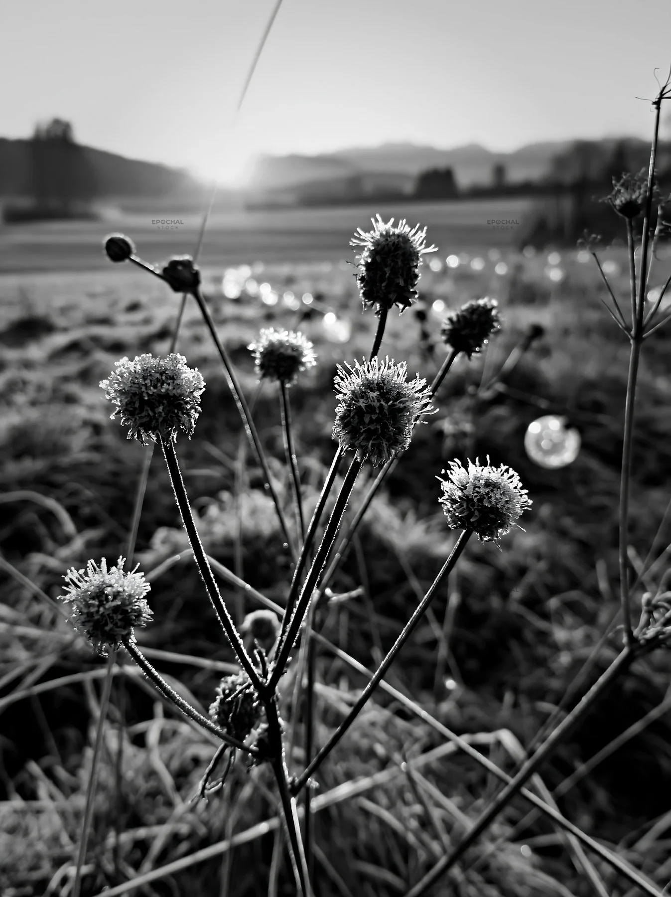 Frosty meadow with seedheads and lanterns during winter - AI-generated stock image