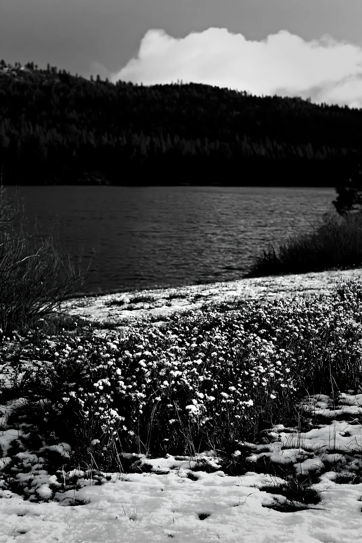 Snowy meadow by lakeside with flowers and wooded hills - AI-generated stock image