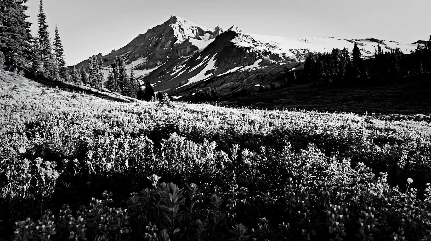 Black and white snowmelt meadow with blooming wildflowers and mountain background - AI-generated stock image