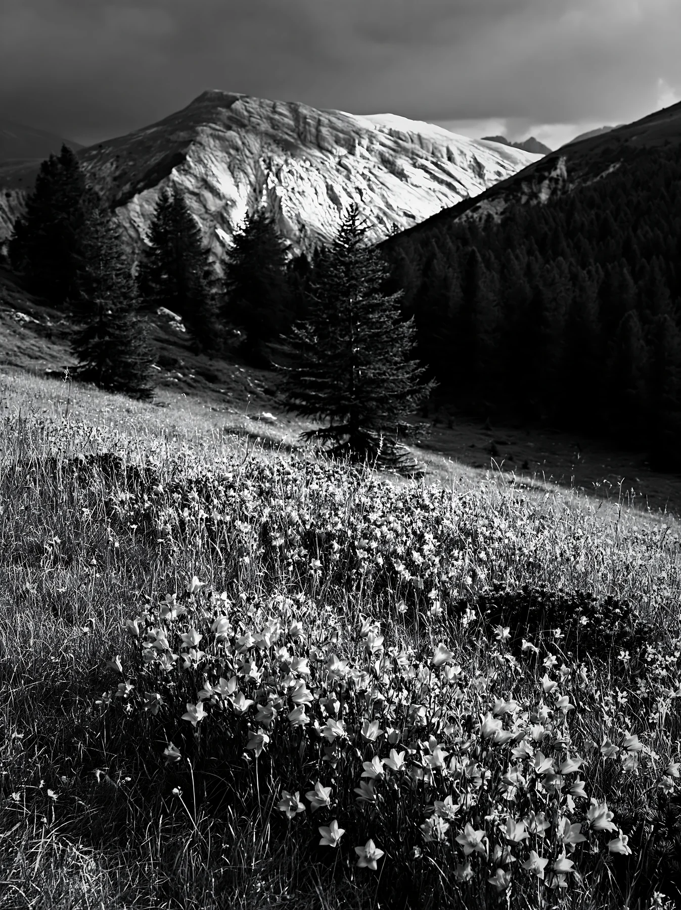 Campion bellflower meadow with mountains in the background - AI-generated stock image