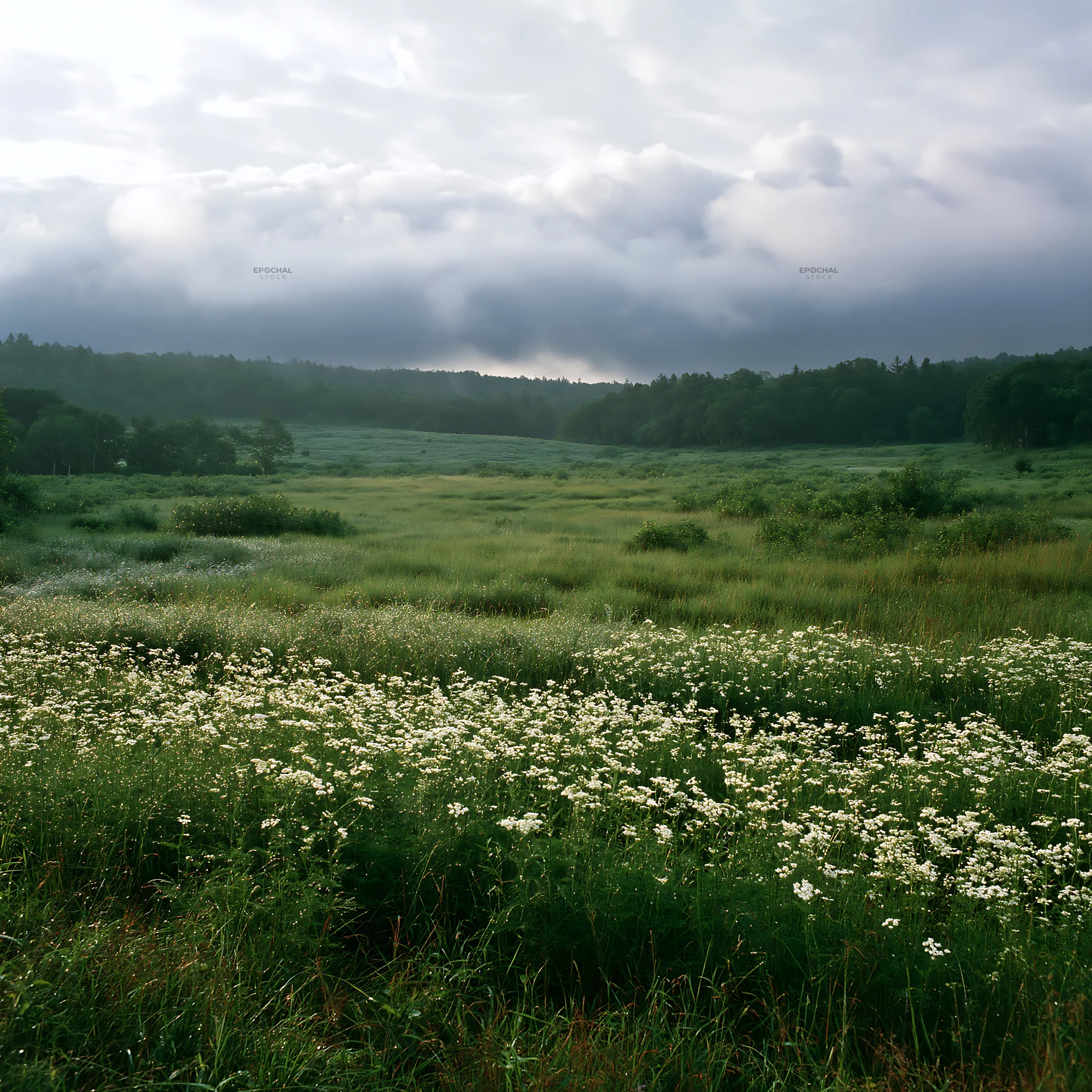 Expansive Hokkaido restoration meadow with dewdrops - AI-generated stock image
