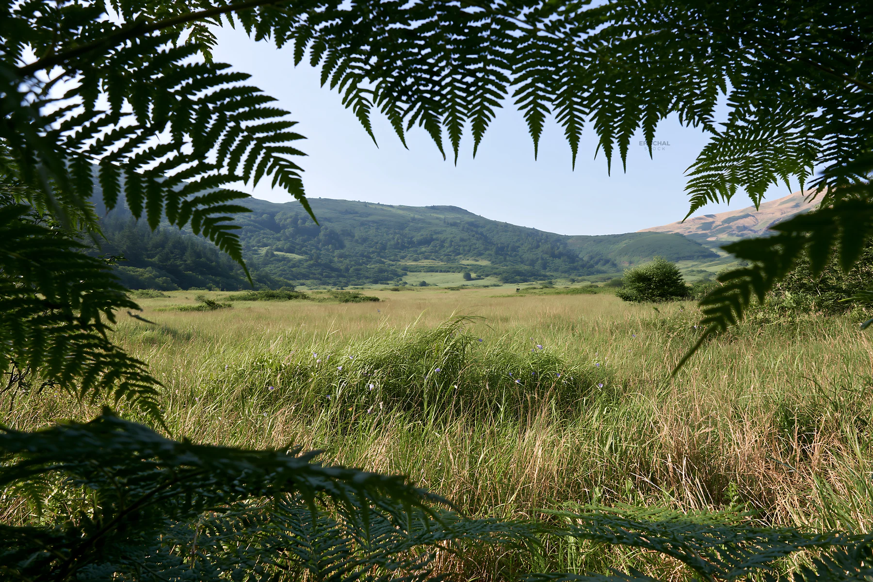 Nara summer meadow with ferns and distant hills - AI-generated stock image