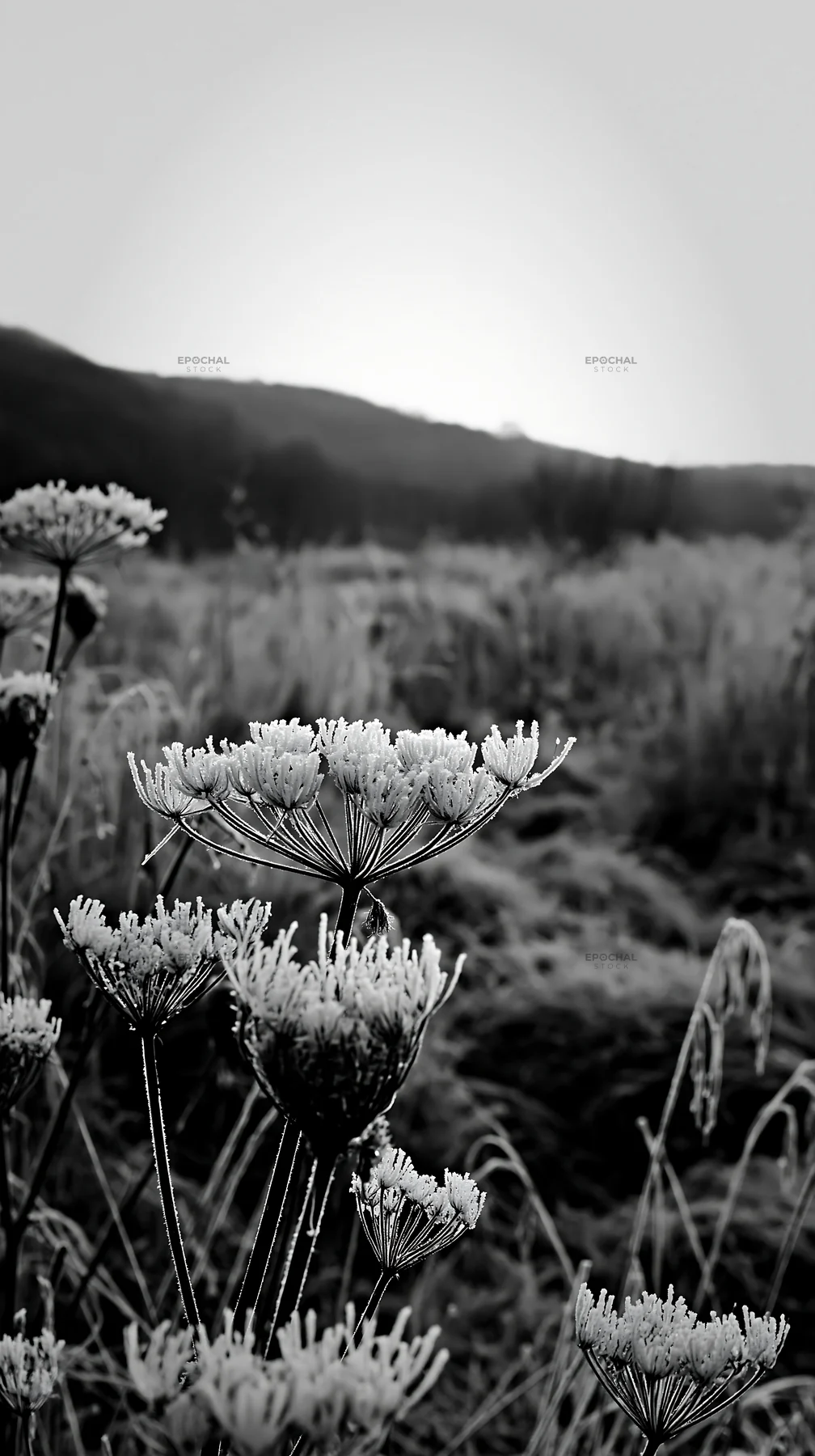 Seedhead meadow at dawn with mist over the hills - AI-generated stock image