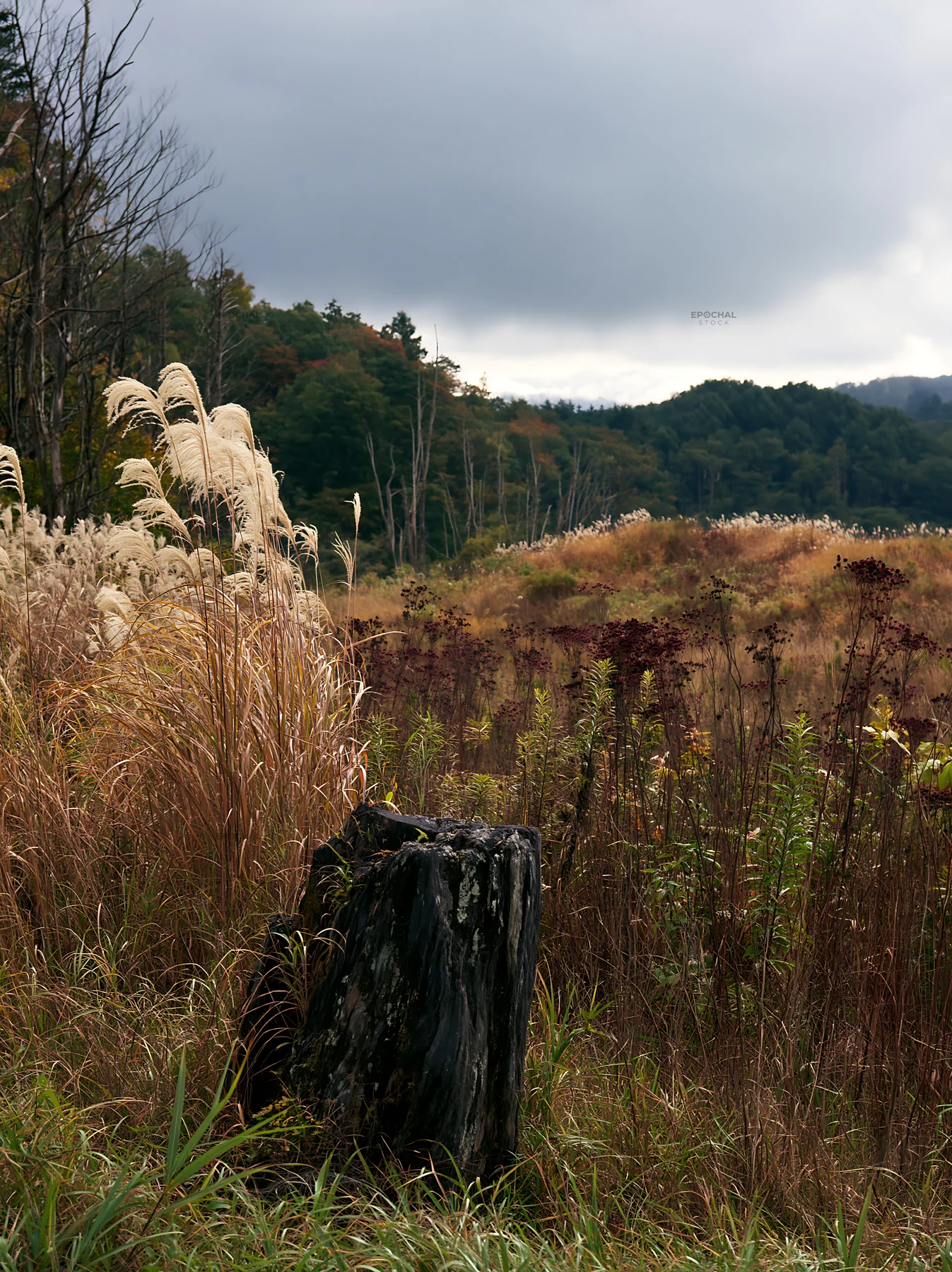 Fukushima meadow with weathered stump and grassland scenery - AI-generated stock image