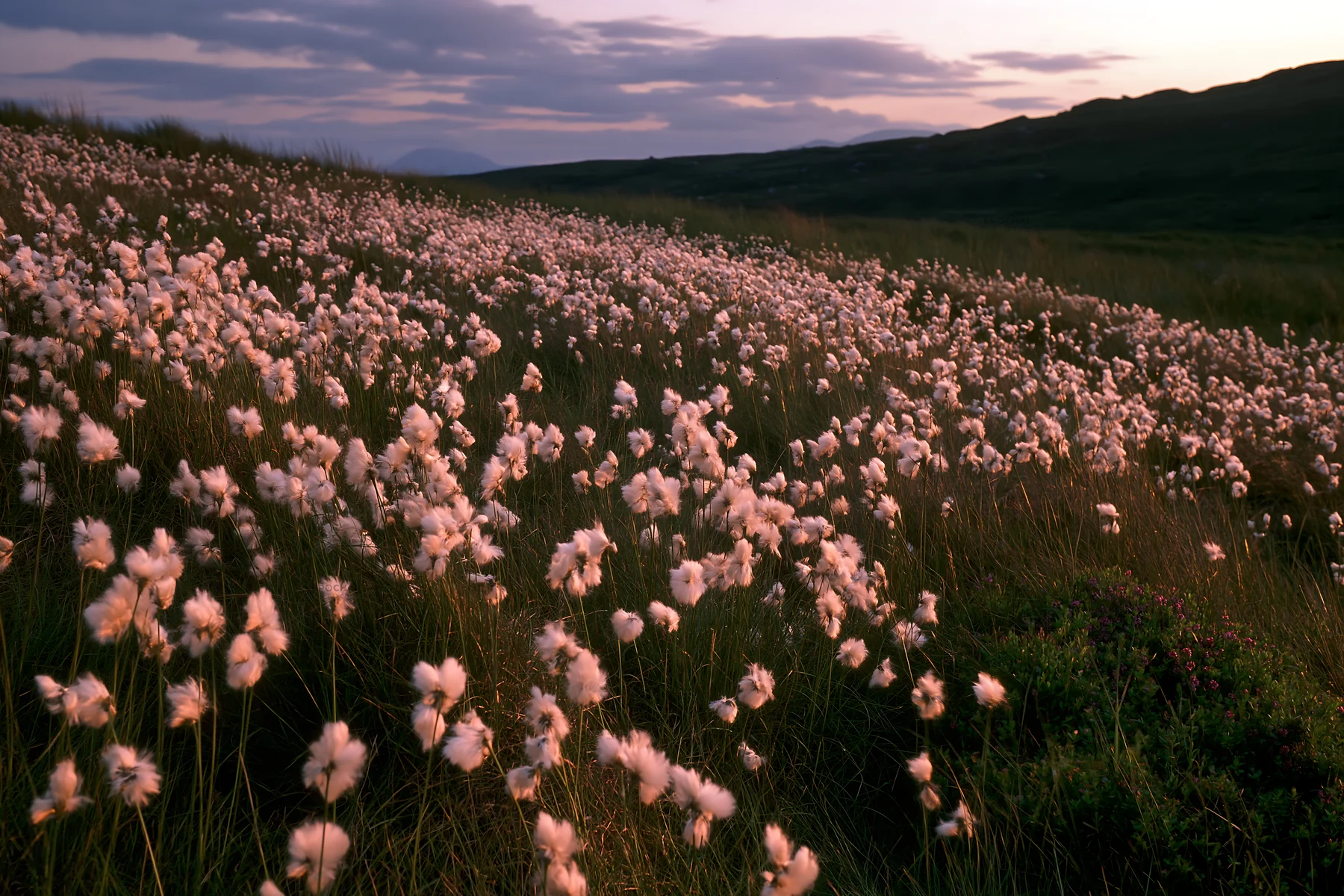 Cottongrass meadow at dusk in a natural landscape - AI-generated stock image