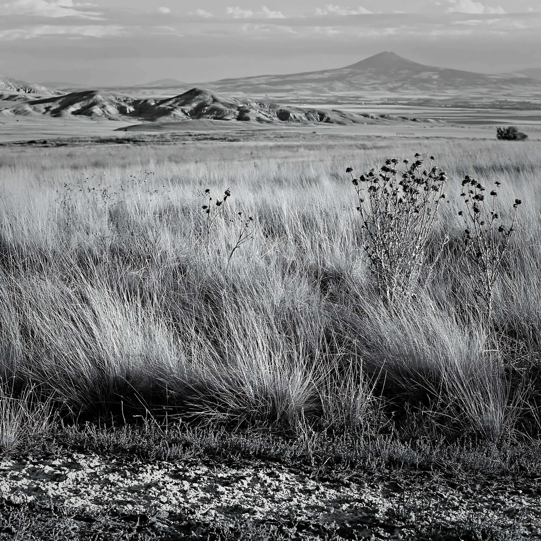 Black and white drought-tolerant meadow with hills and distant mountains - AI-generated stock image