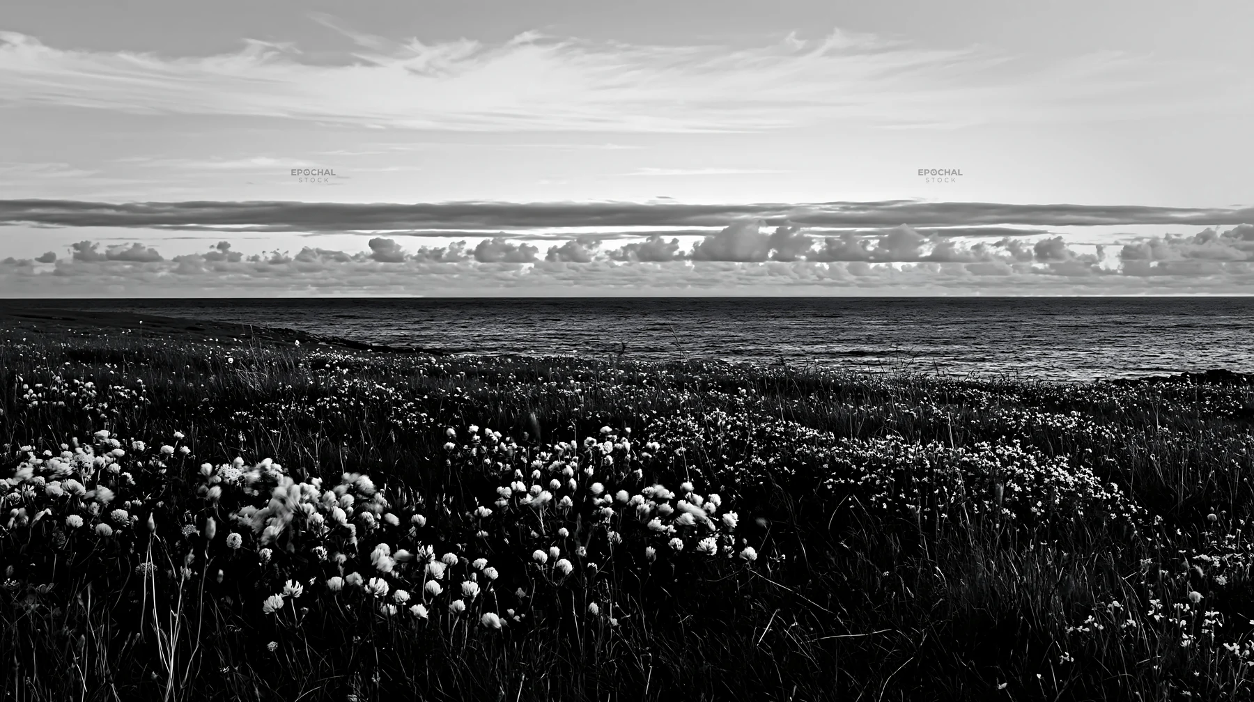 Black and white clifftop meadow with flowers and ocean view at sunset - AI-generated stock image
