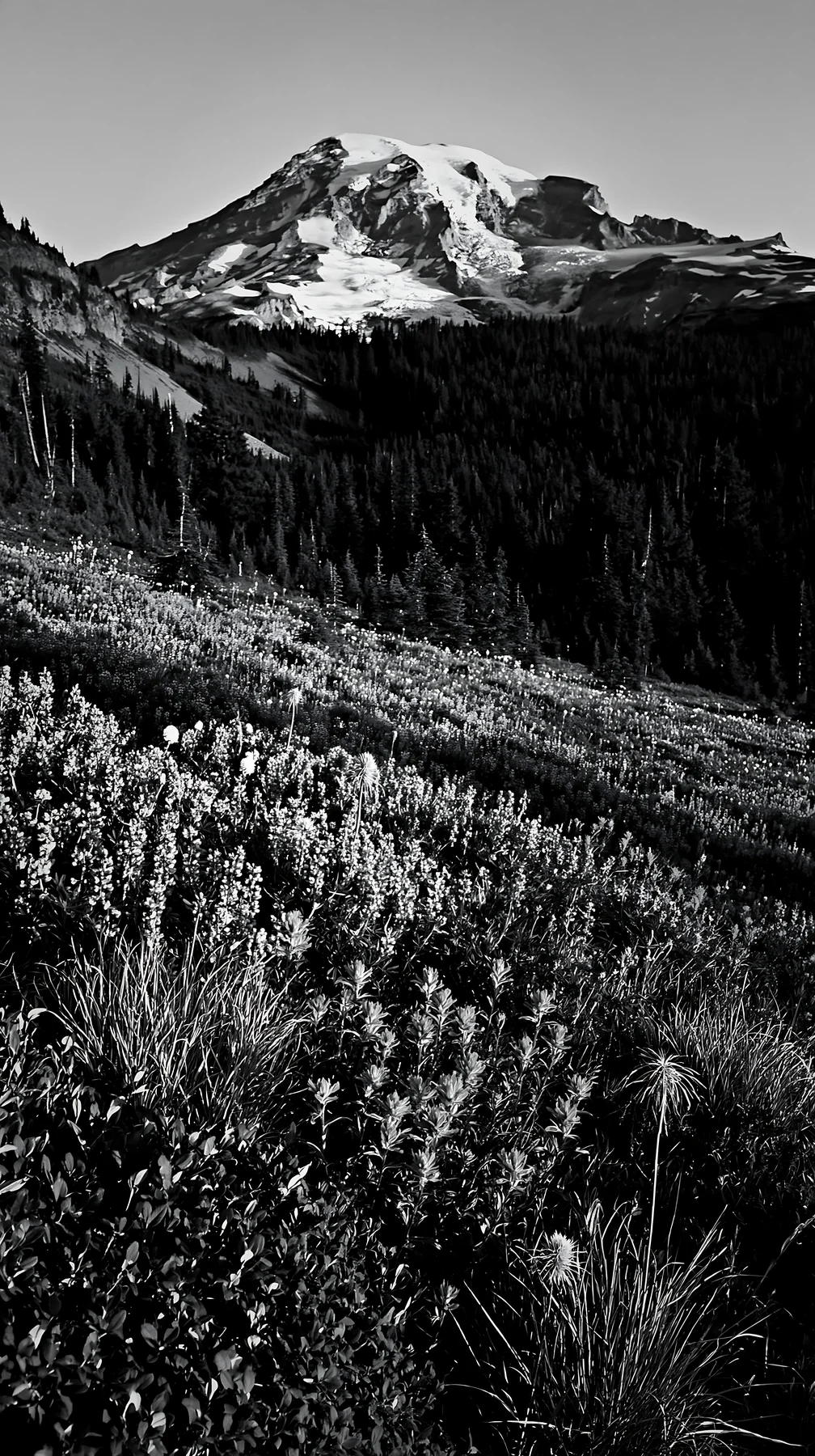 Paintbrush lupine meadow with mountain background - AI-generated stock image
