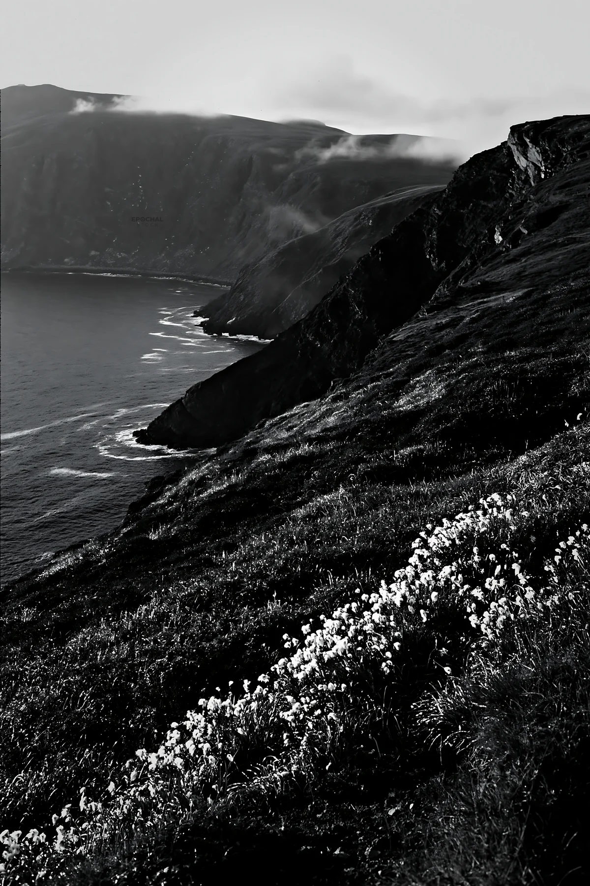 Coastal meadow cliffs with white flowers by the ocean - AI-generated stock image