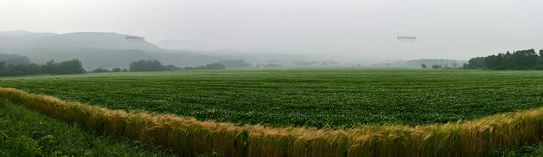 Iwate rain refreshed meadow seedhead foreground - AI-generated stock image