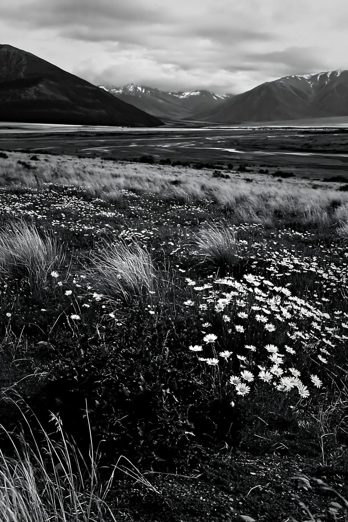 Climate-resilient meadow with wildflowers and mountains in view - AI-generated stock image