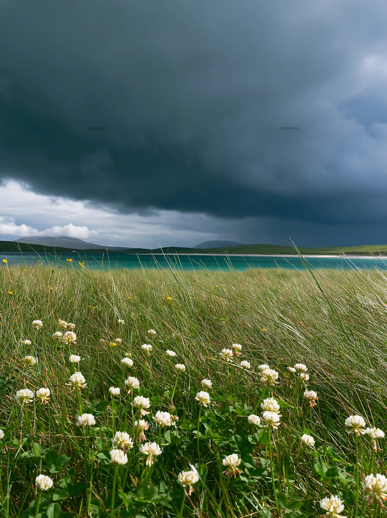 Regenerative meadow under an overcast sky - AI-generated stock image