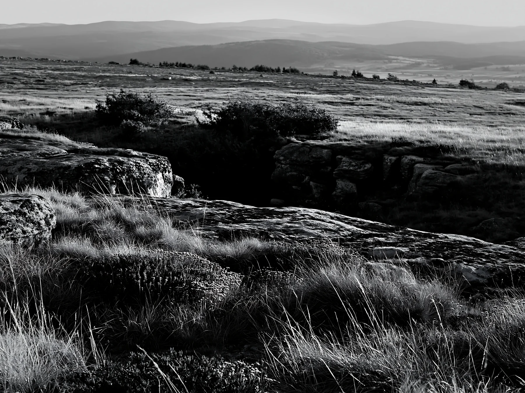 Rewilding meadow landscape in black and white - AI-generated stock image