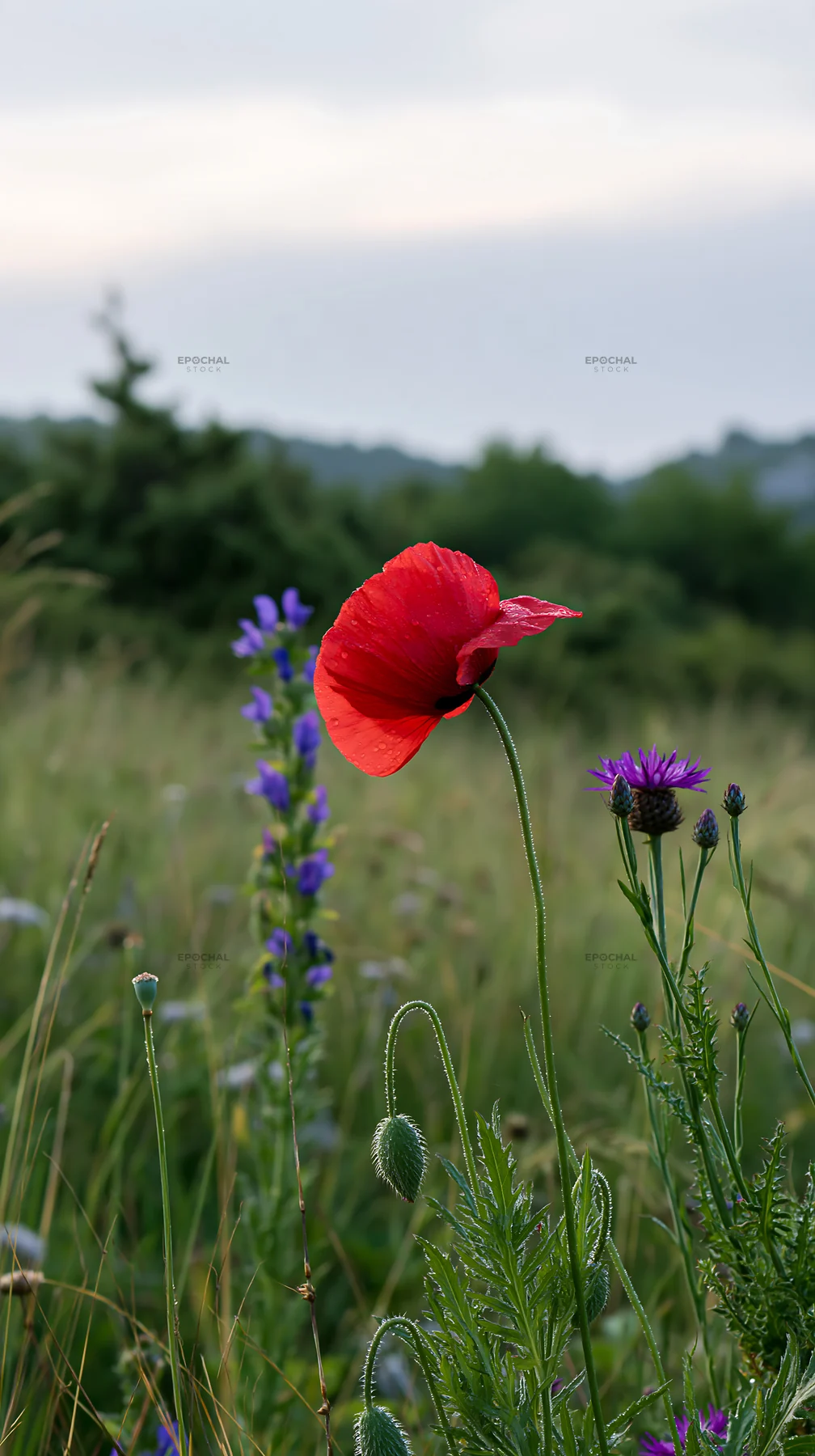 Poppy larkspur meadow with wildflowers in natural setting - AI-generated stock image
