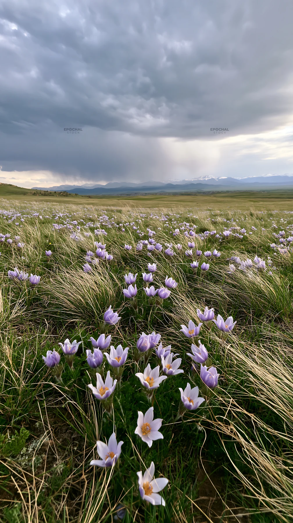 Cloudy pasque flower meadow with purple blooms in the grass - AI-generated stock image