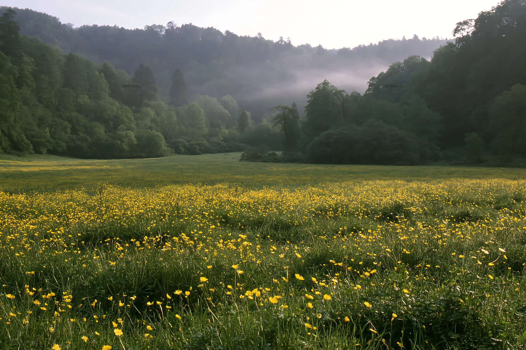 Wooded valley meadow with yellow flowers in the foreground - AI-generated stock image