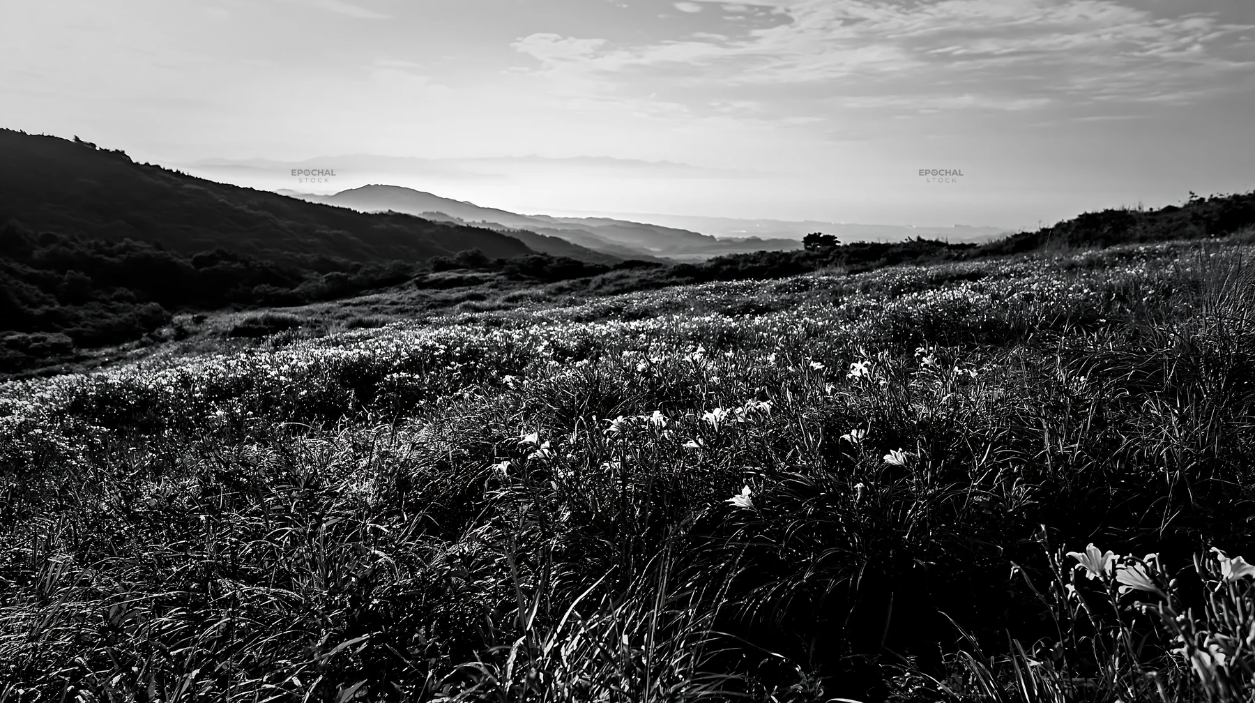 Black and white iwate rain refreshed meadow seedhead foreground - AI-generated stock image