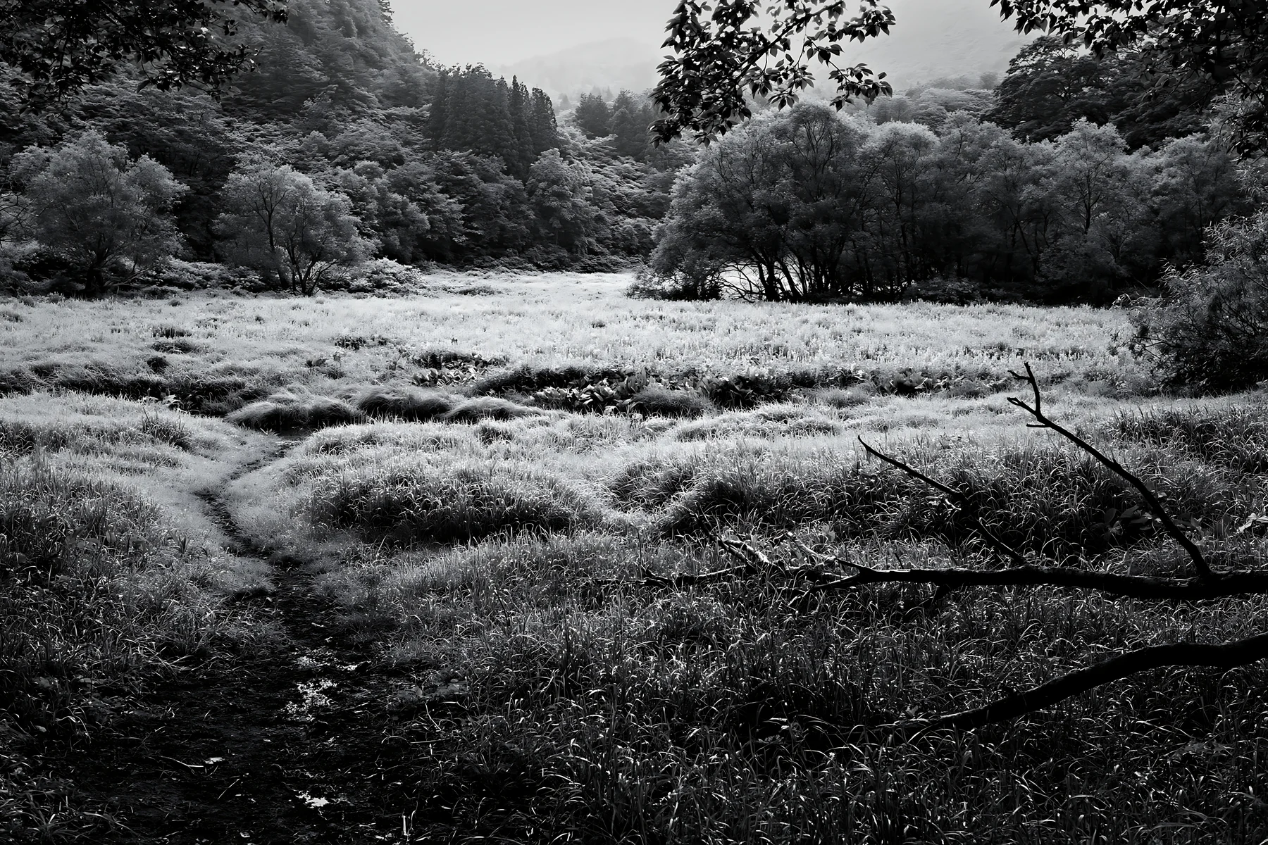 Yamagata rewilded meadow with fallen branch in the foreground - AI-generated stock image