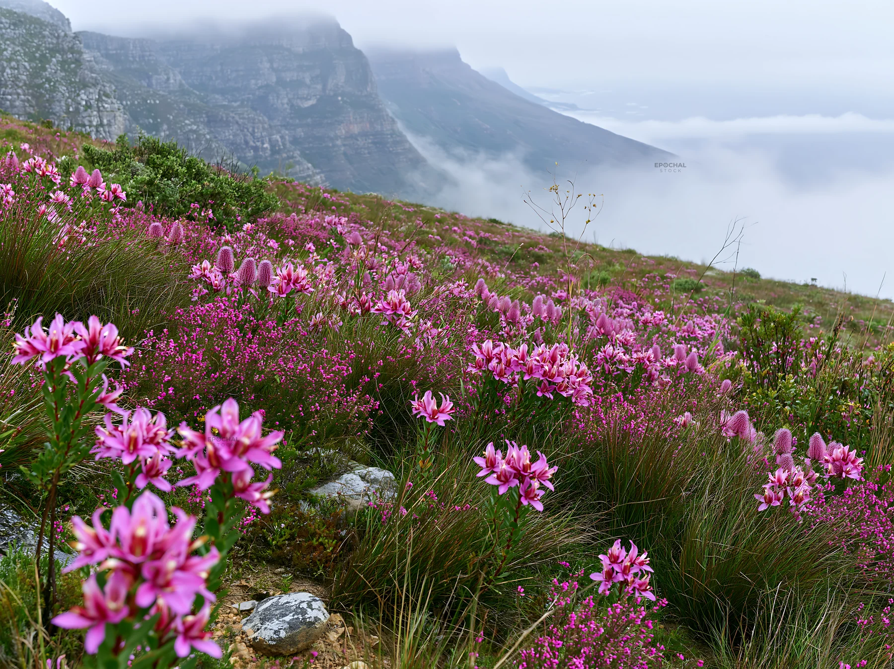 Colorful orchid meadow with mountains and fog above - AI-generated stock image