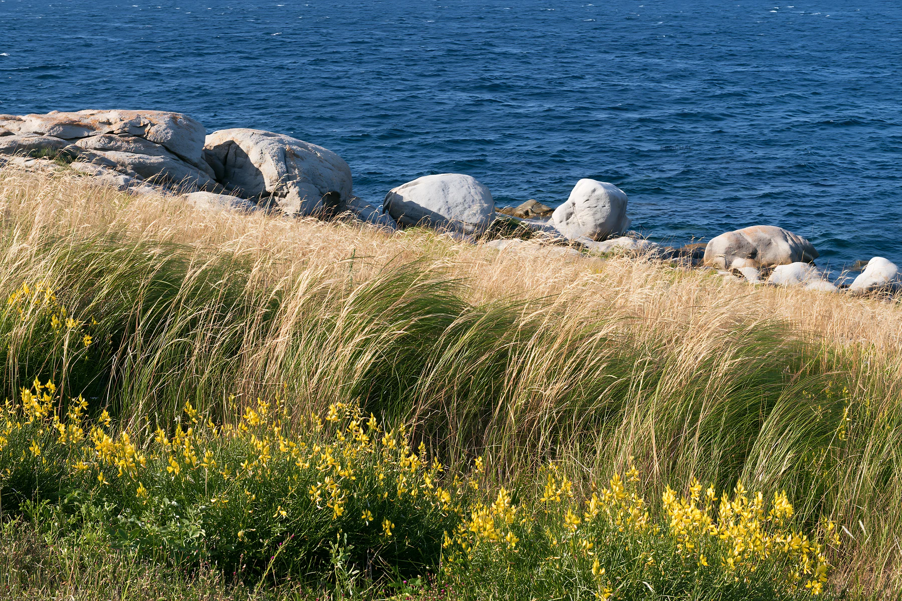 Italian meadow along rocky coast with yellow flowers - AI-generated stock image