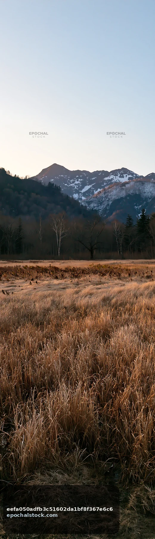 Akita snowmelt meadow with silver grasses near distant mountains - AI-generated stock image
