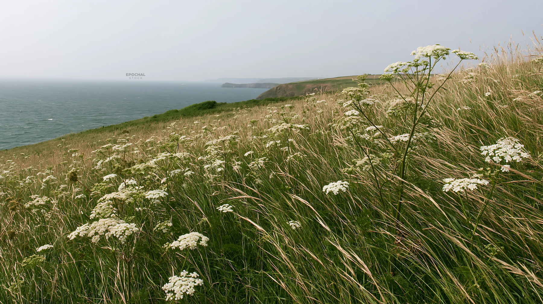Cow parsley meadow near the sea with green hills in the background - AI-generated stock image