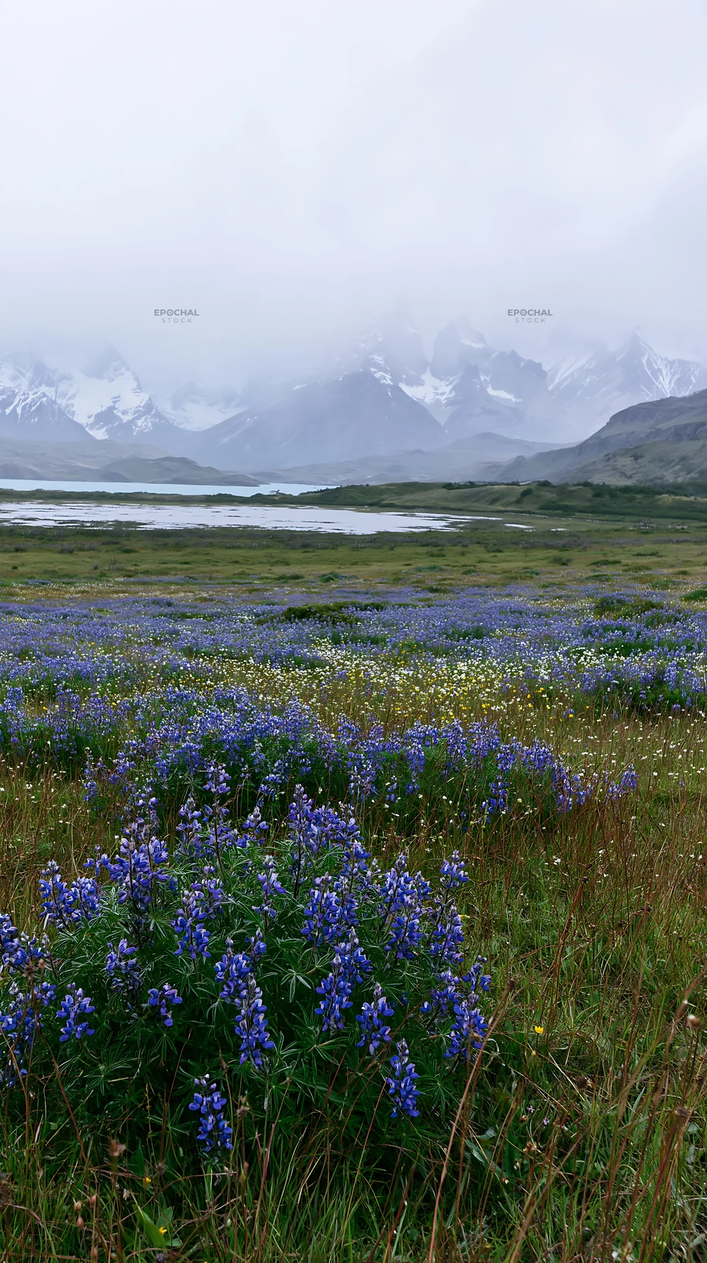 Snowy meadow with wildflowers in Torres del Paine - AI-generated stock image