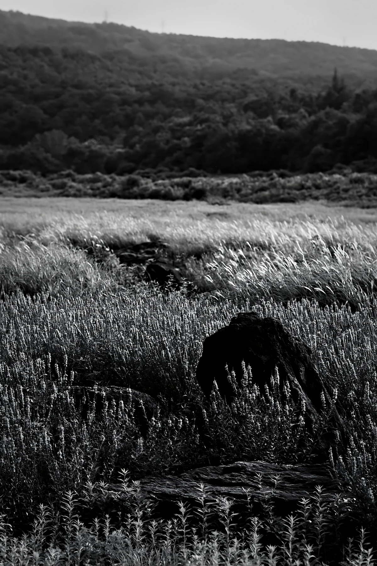 Black and white kanagawa heat resilient meadow volcanic stones with flowers - AI-generated stock image