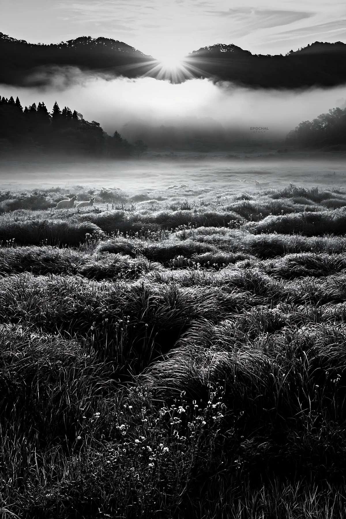 Rewilded Akita silver grass meadow with stones at sunrise - AI-generated stock image