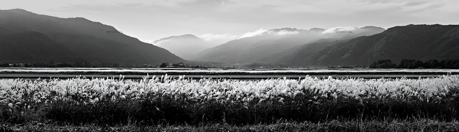 Fukui native grass meadow with rain droplets on grass - AI-generated stock image