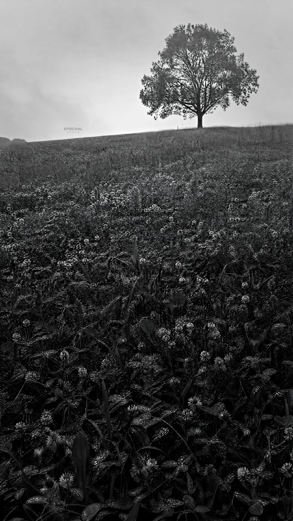 Black and white clover speedwell meadow with a tree on a hillside - AI-generated stock image