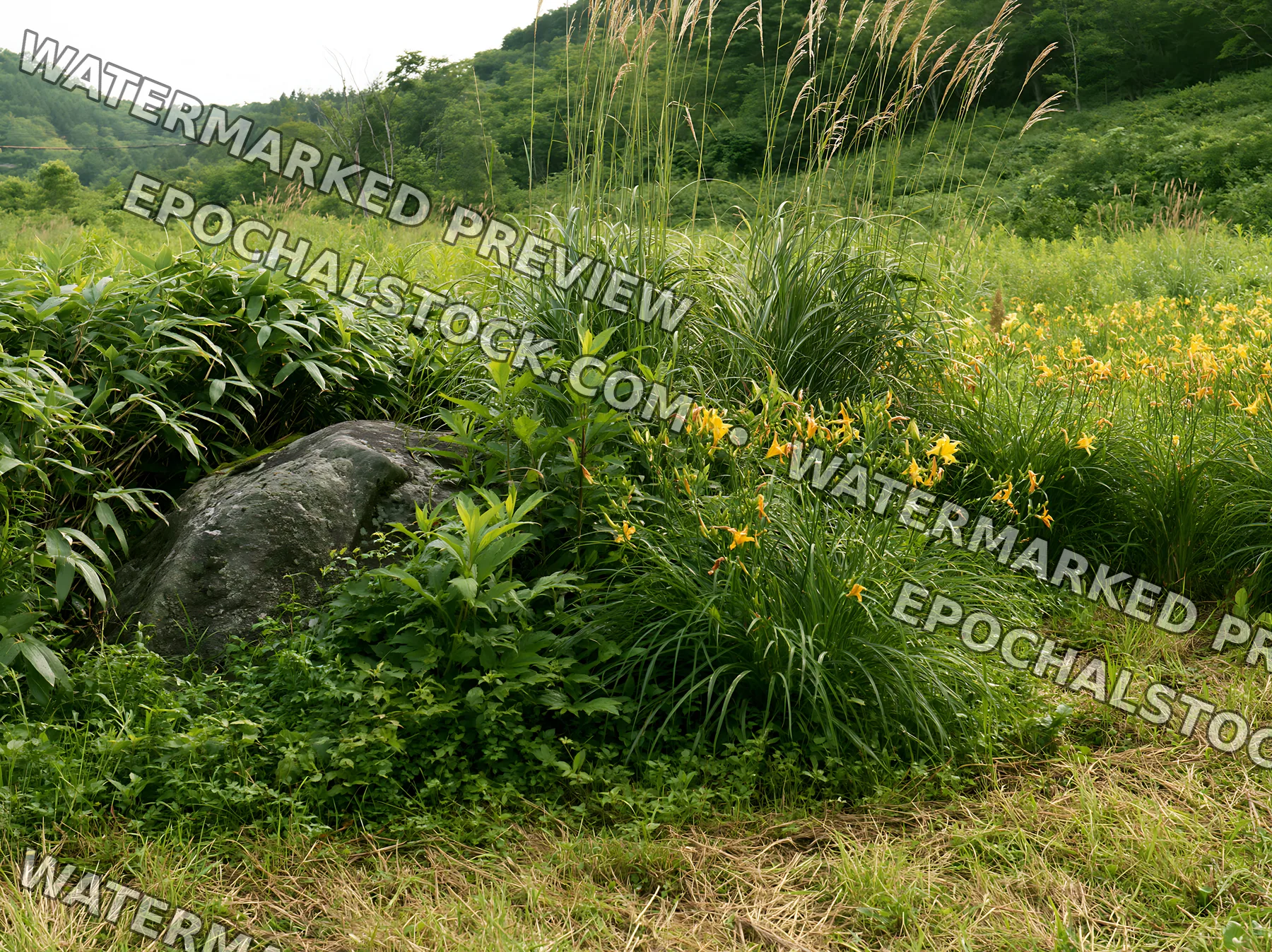 Aomori climate resilient meadow with boulder and yellow flowers - AI-generated stock image