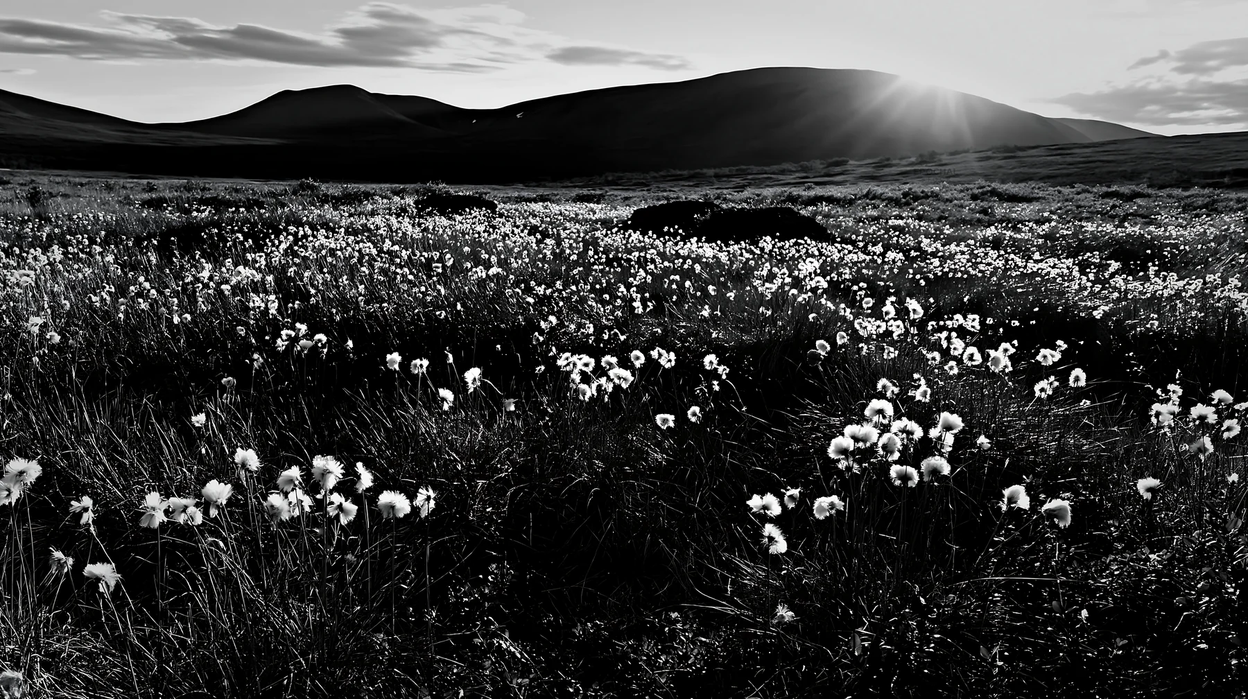 Black and white cottongrass meadow glow at sunset across rolling hills - AI-generated stock image