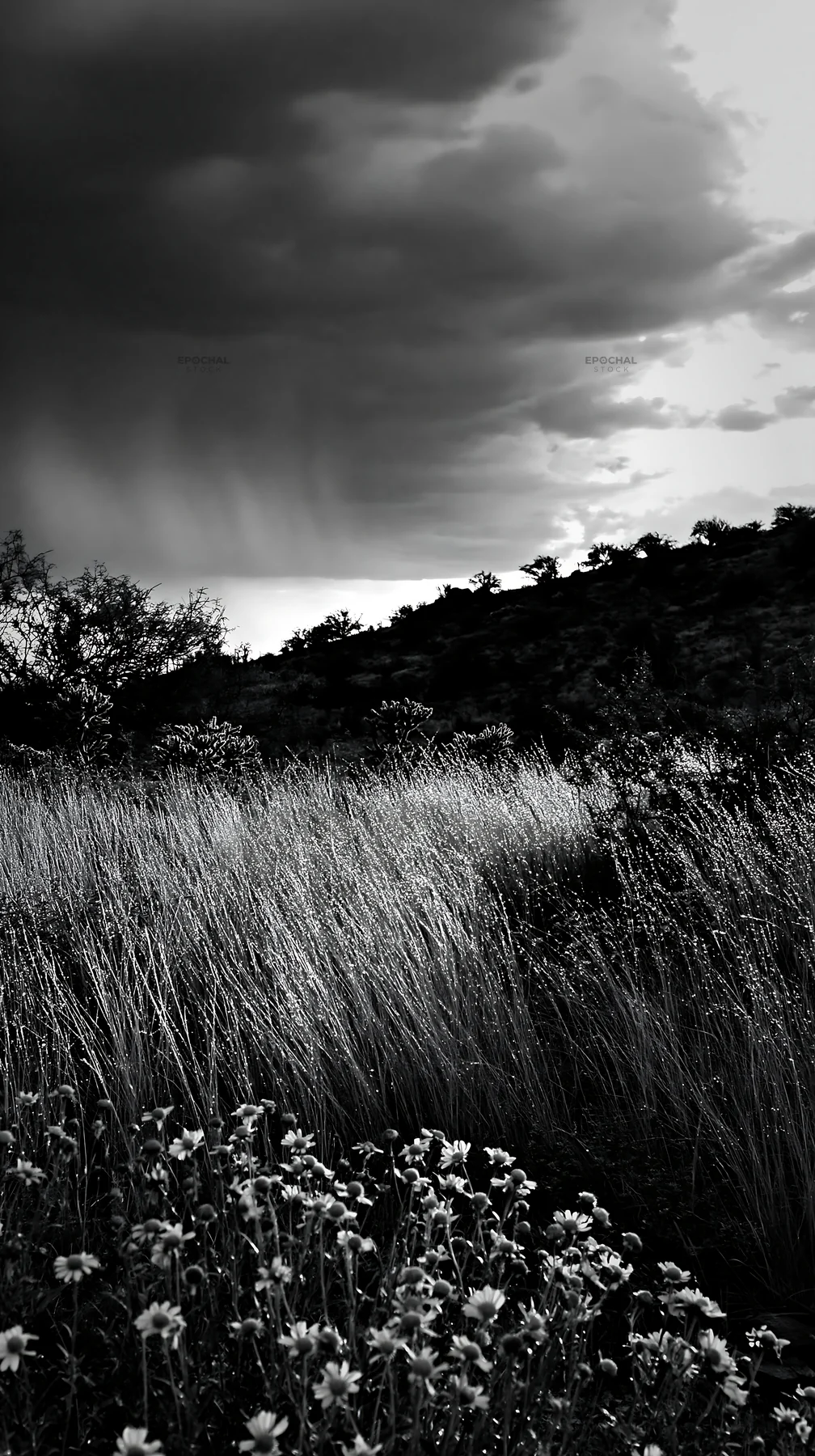 Drought-tolerant meadow under cloudy sky in black and white - AI-generated stock image